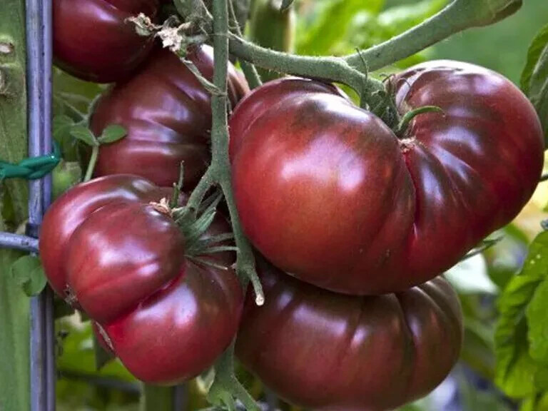 51+BLACK BRANDYWINE TOMATO Seeds Organic Native Heirloom Summer Garden Container