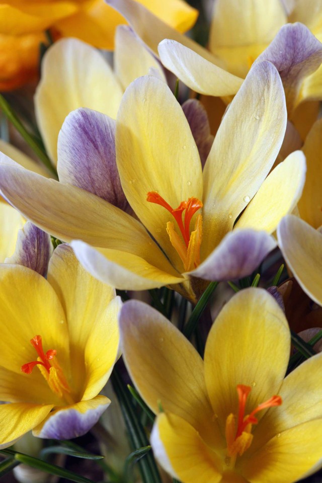 (12) Multicolor Mixed Crocus Advance Bulb