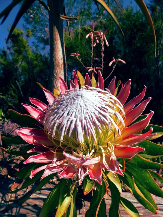 10 KING PROTEA CYNAROIDES SEEDS *GIANT 12″ FLOWERS* Rare Exotic Garden Plant