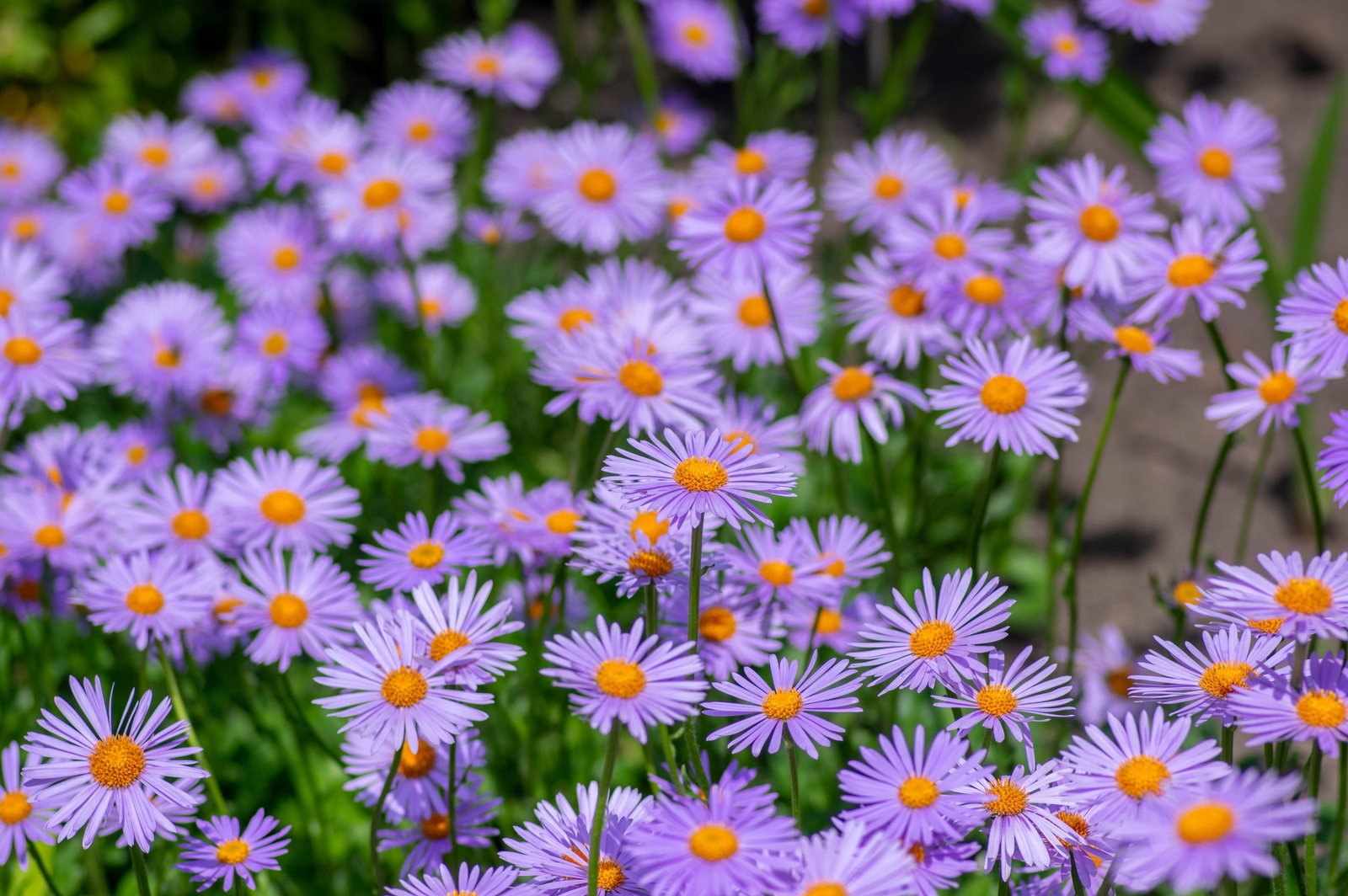50 BLUE EAST INDIES ASTER Tongolensis Flower Seeds *Flat S/H