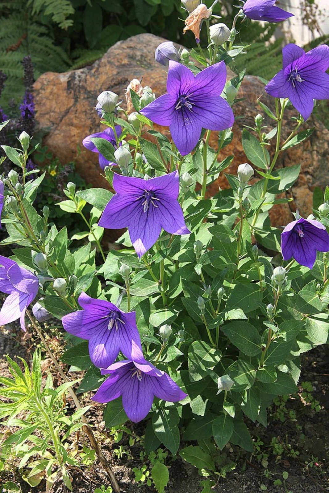 200 Balloon Flower Seeds – Platycodon grandiflorus Chinese Bellflower Perennial