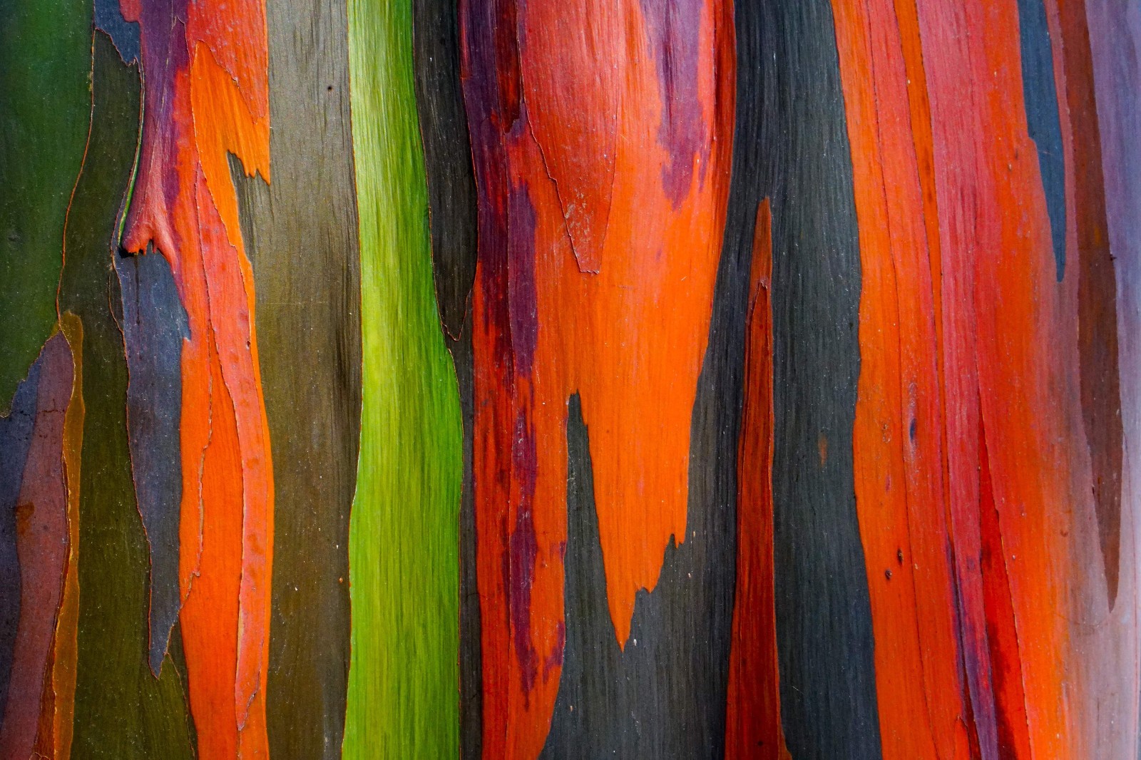 Eucalyptus Deglupta Rainbow Tree 25 Seeds Free Shipping!