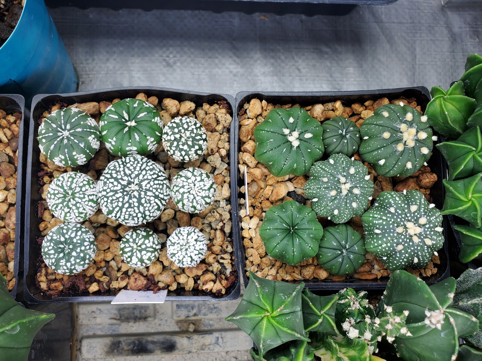Astrophytum asterias “Mixed Cultivar” 100 Seeds