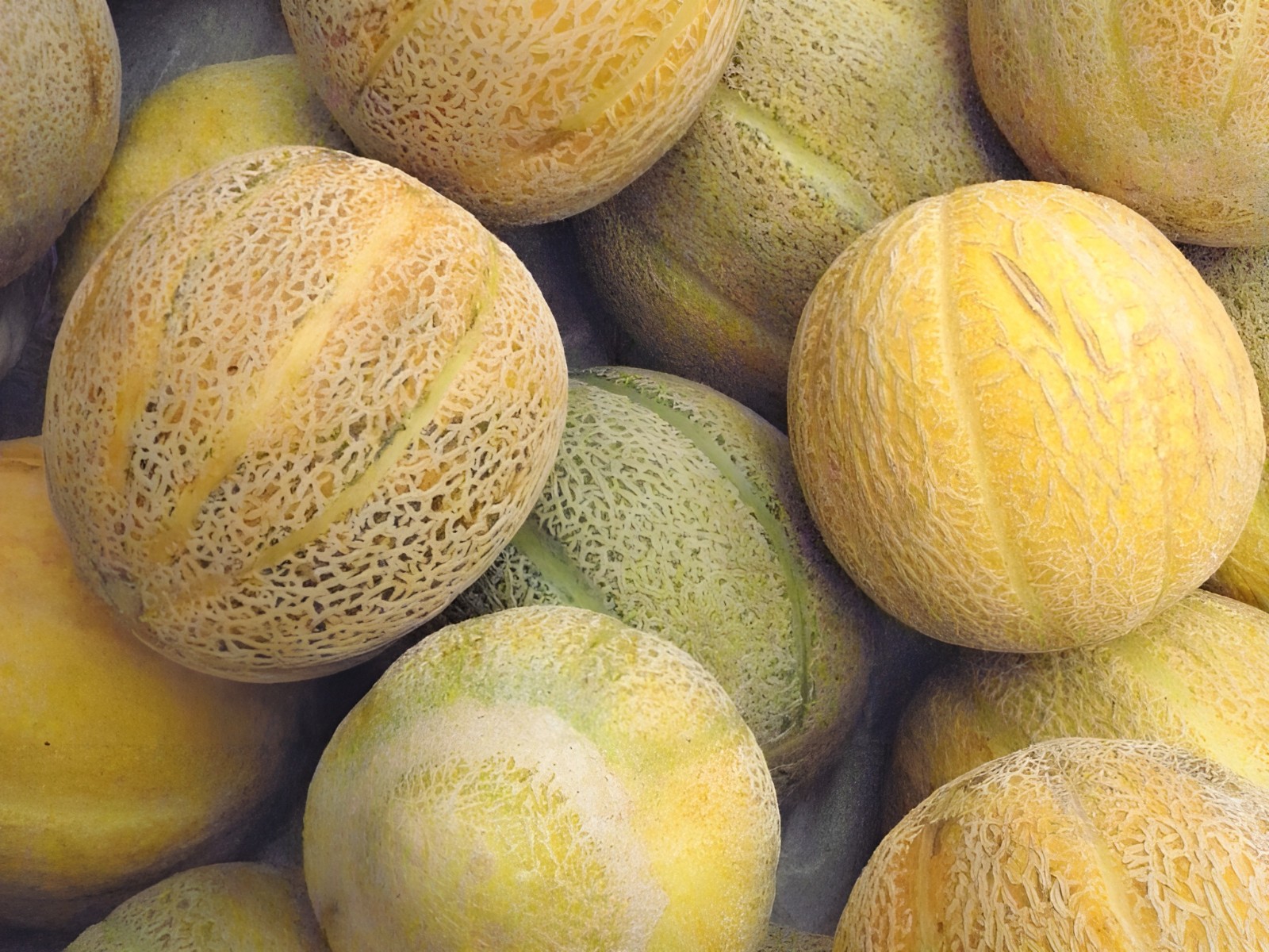 40 Heirloom Ice Cream Melon Very Rare Sweet 2-3LB Melon – Tart Flavor VERY Sweet