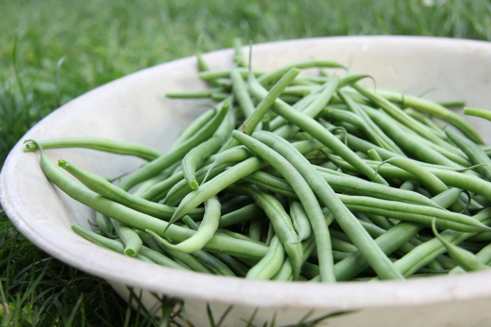 Organic *PROVIDER* Heirloom Green Bean Vegetable Seeds. 🌱 Early Harvests!