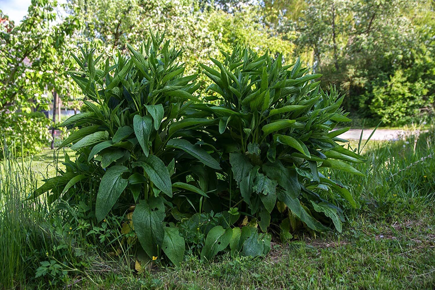 True Comfrey 30 Seeds (Symphytum officinale) Non GMO, Heirloom – Made in USA