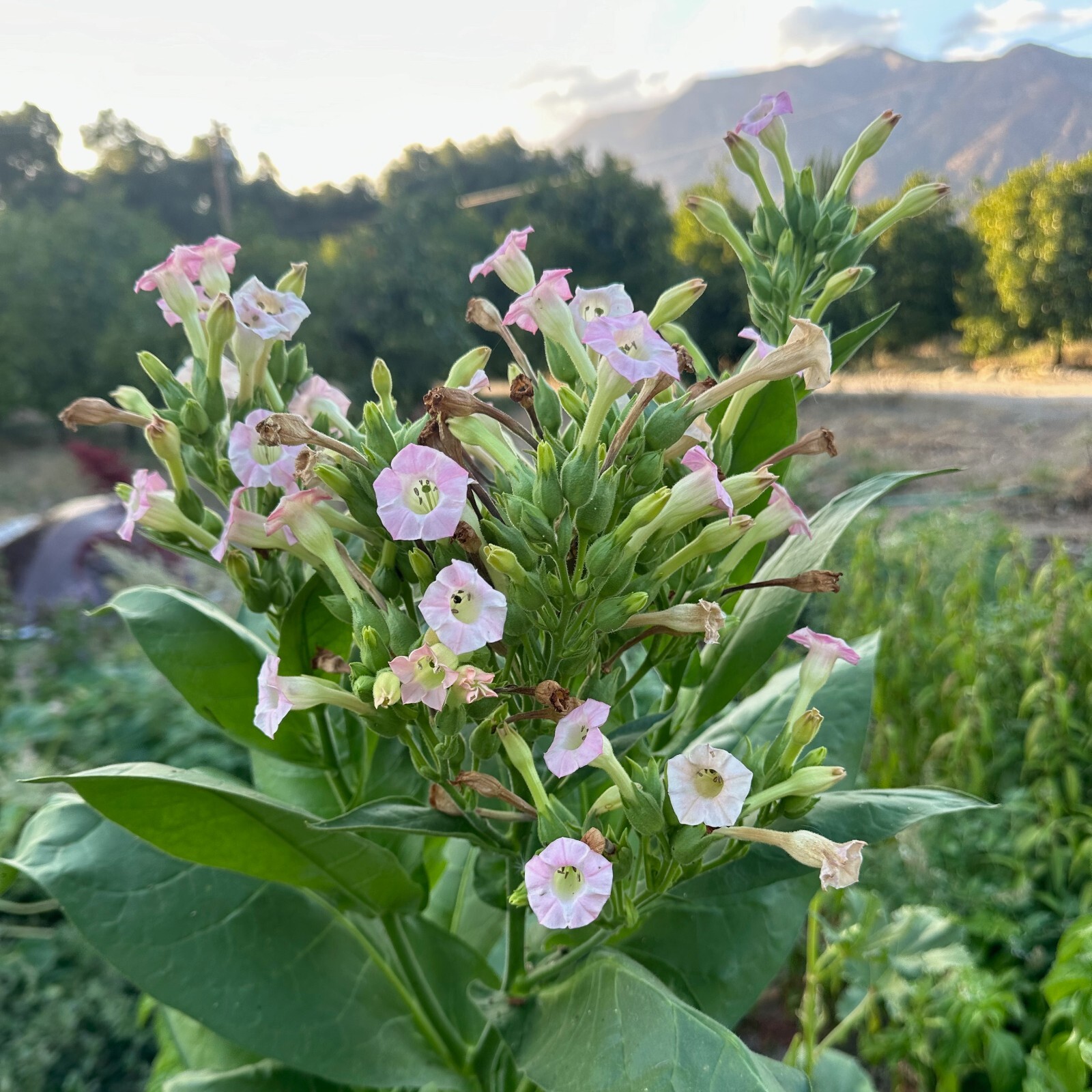 Shirazi Tobacco Seeds: Persian Heirloom USDA Certified Organic USA Grown Non-GMO