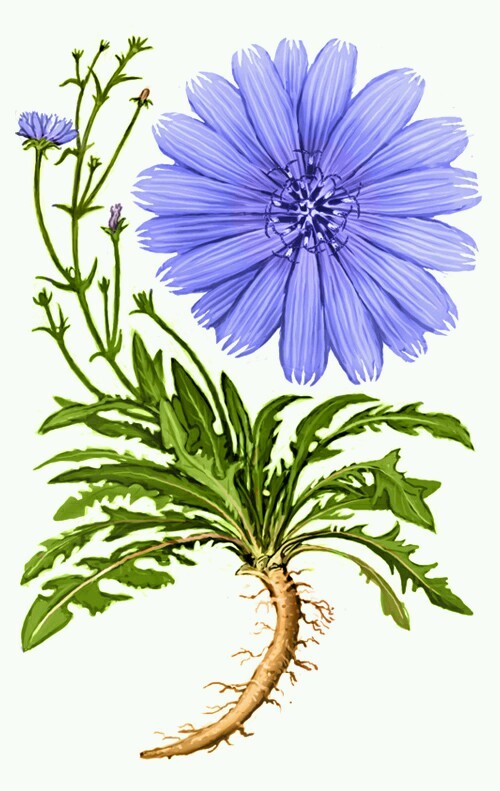 Wild Chicory Wildflower ~ 100 Organic seeds – Free shipping – US seller.