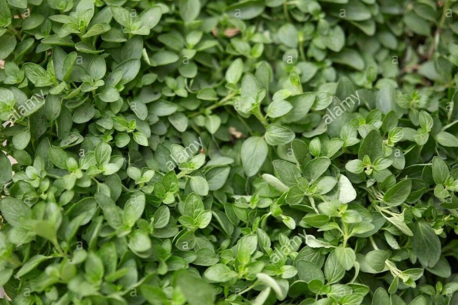 Oregano Herb Plant Seeds 600 -Count / Grown in USA
