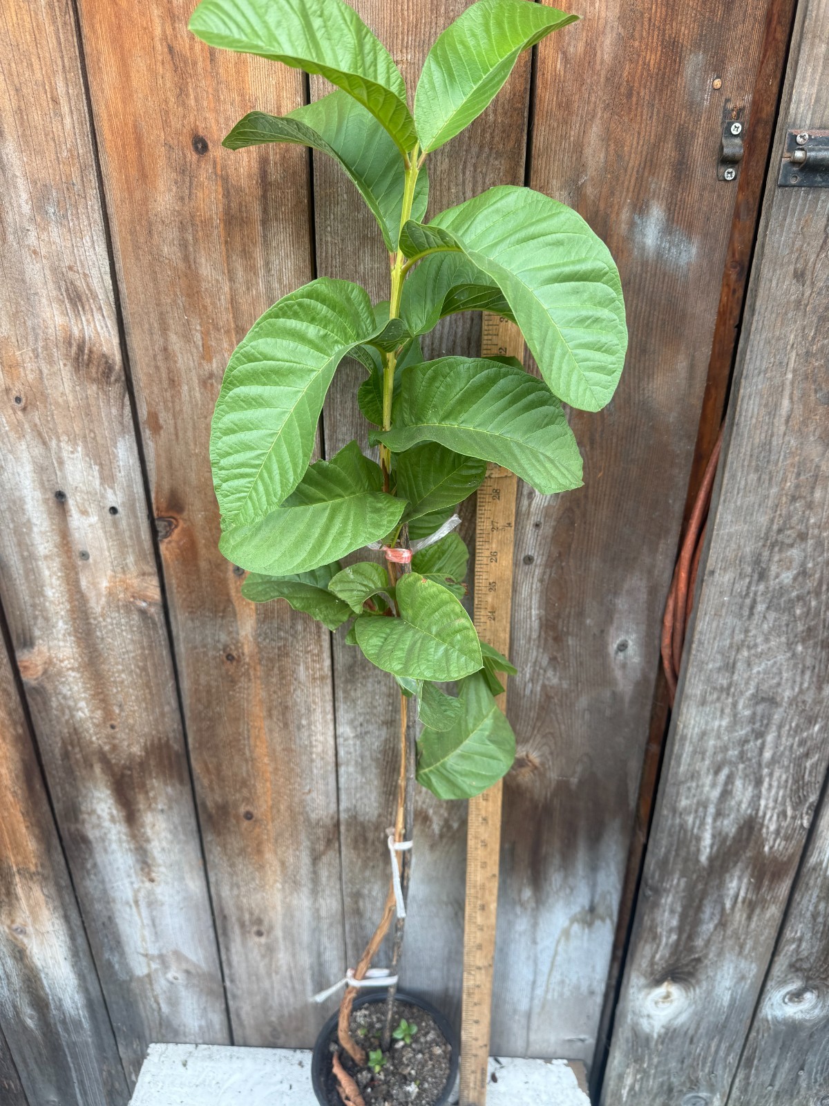 1 Sweet Ruby Supreme Big Fruit Guava Starter Tree, Psidium guajava Tree App 50″