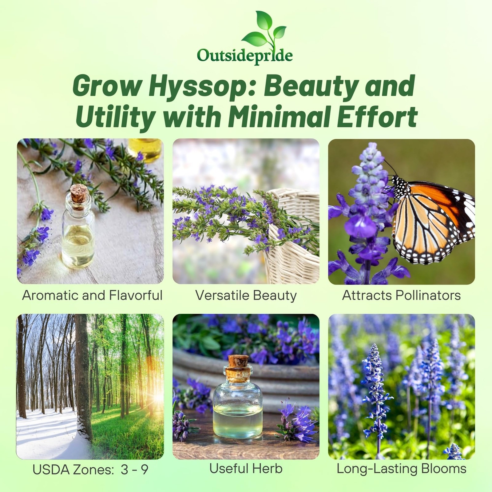 1000 PCS Blue Hyssop Seeds Planting Perennial Herb Garden Fragrant Blooms