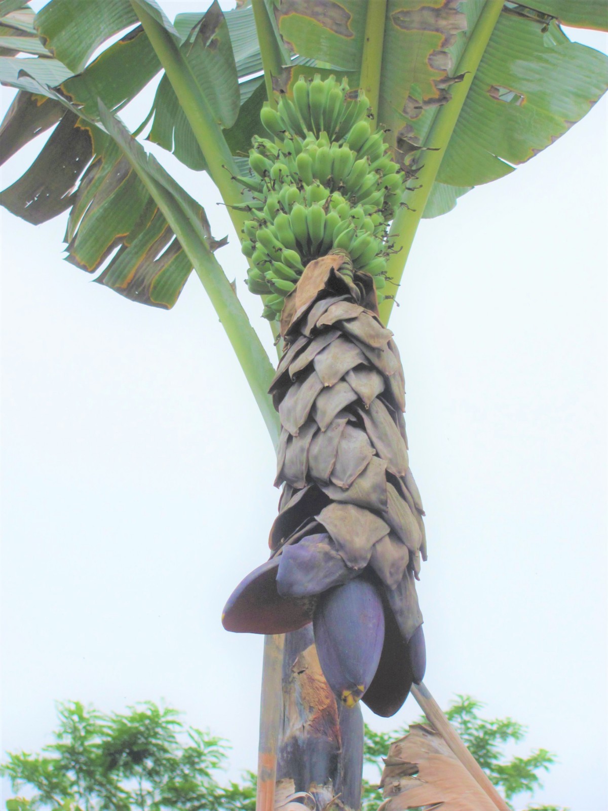 Musa Balbisiana Gigantea 10 Seeds, Bhimkol Wild Cultivar India Banana Fruit