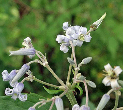 Clematis stans | Asian Clematis | Kusabotan | 5 Seeds