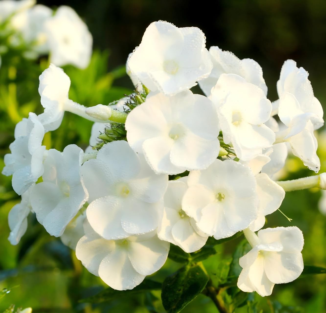 CarpetC 1000+ White Phlox Seeds for Planting, Creeping Evergreen Fragrant Sum…