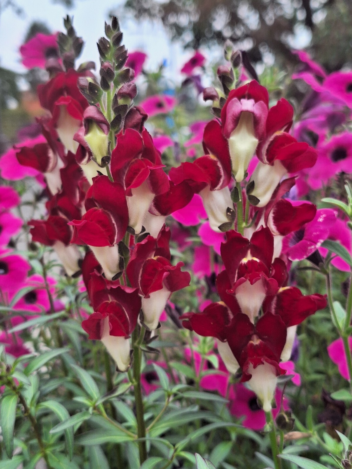 SNAPDRAGON NIGHT AND DAY 200 SEEDS DEEP-RED WITH A WHITE THROAT.