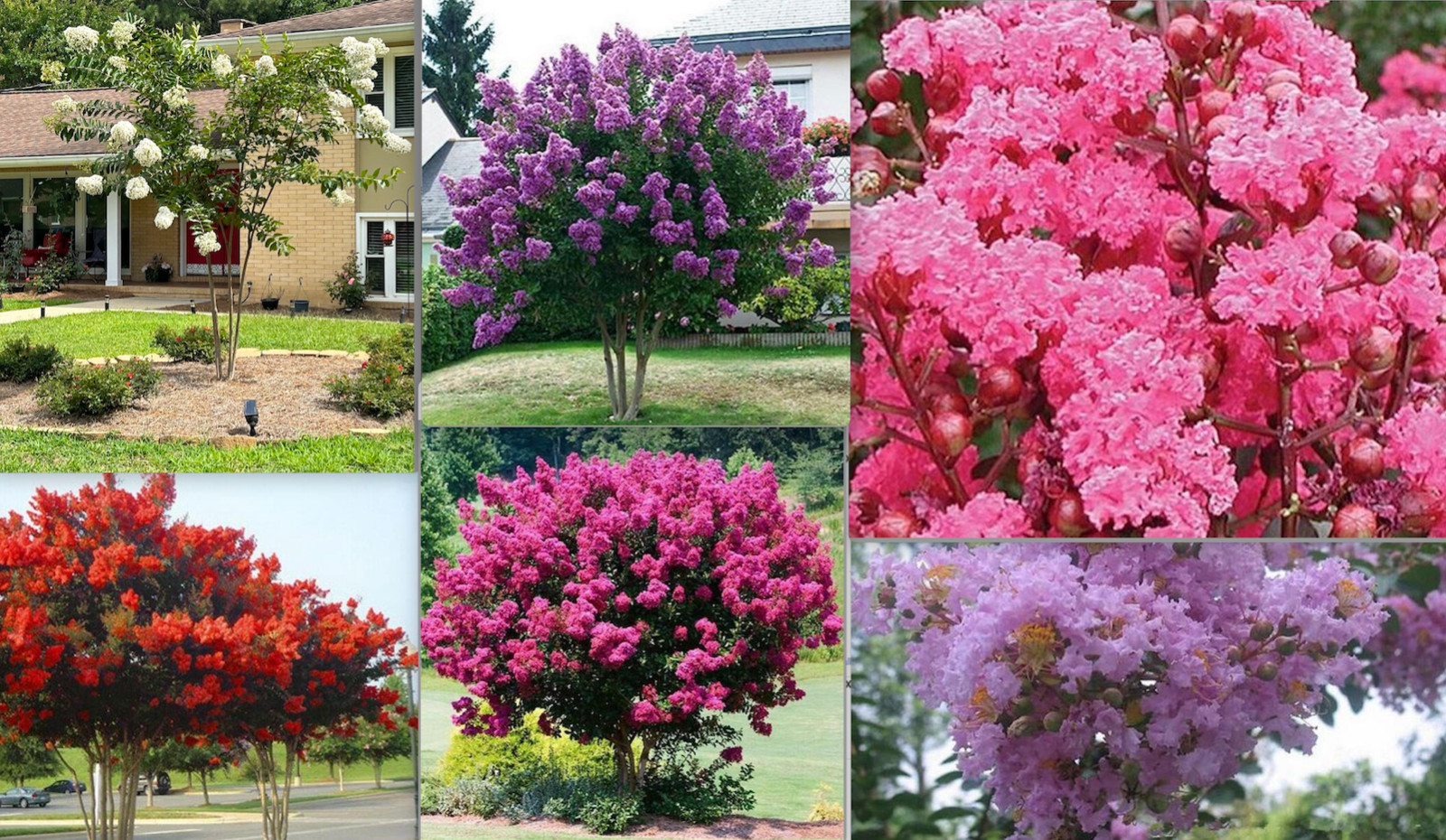 20 SEEDS for MIXED COLORS CRAPE MYRTLE rare flower exotic tree plant USA Seller