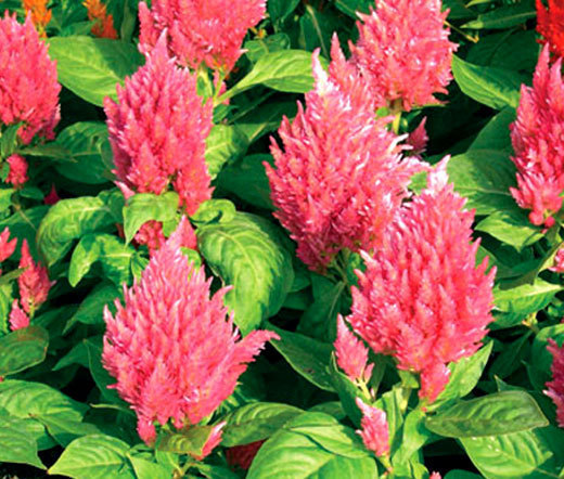 CELOSIA NANA GLITTERS SALMON PINK Celosia Plumosa – 250 Bulk Seeds