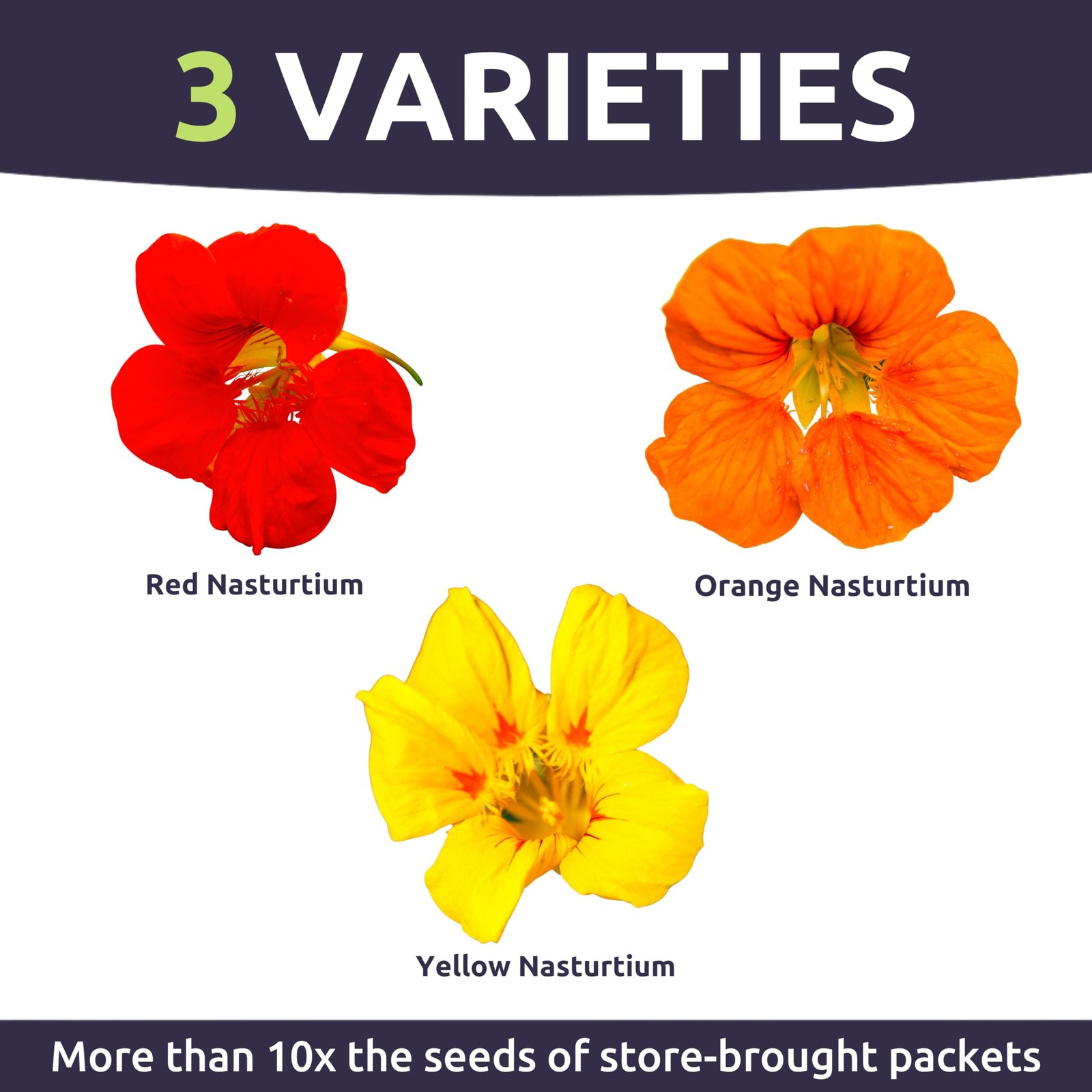 Nasturtium Jewel Mix – Large 1 Ounce Packet – 200 Flower Seeds for Planting -…
