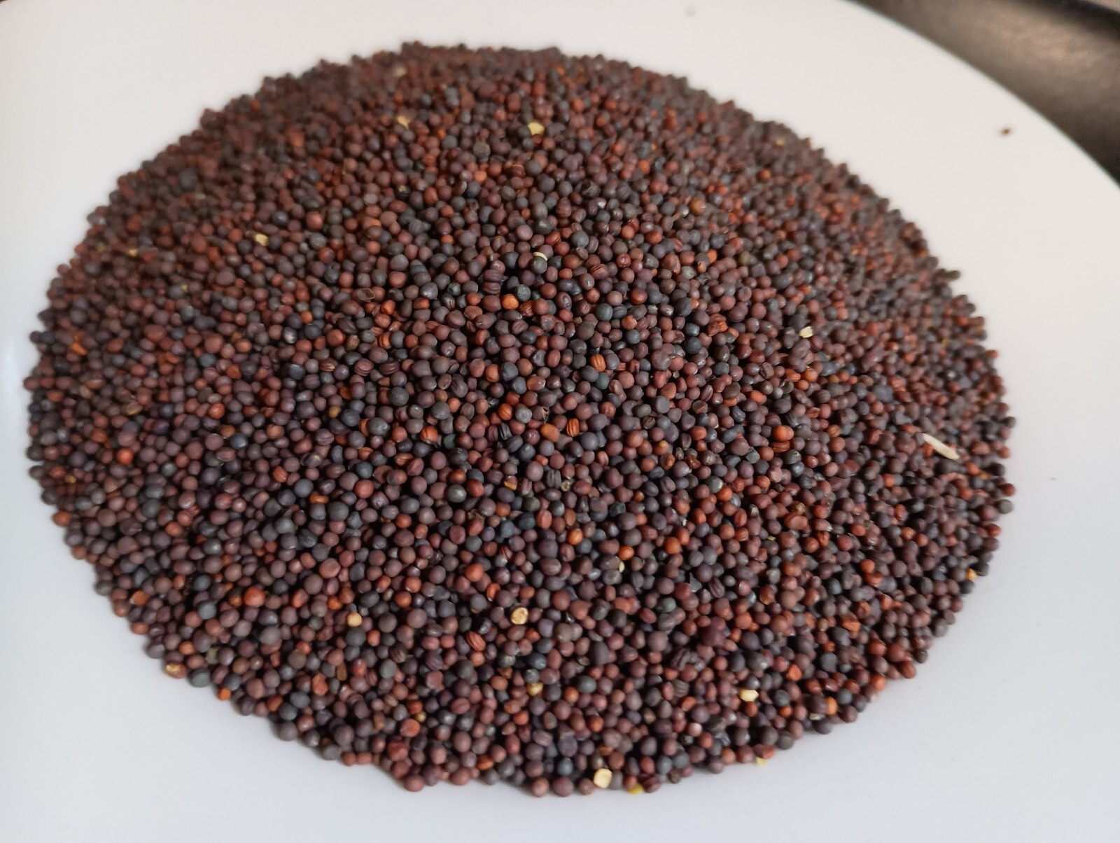 Purple Top White Globe Turnip Seed – NON-GMO Brassica Cover Crop & Food Plot