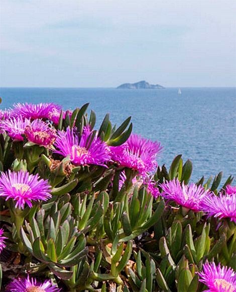 20 ICE PLANT Seeds (Delosperma Cooperi) Daisy Flower Hardy Ground Cover Plant