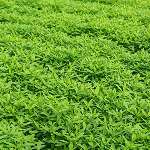 No-Till Garden Cover Crop Seed Mix – 5 Lbs – Hairy Vetch, Daikon Radish & More