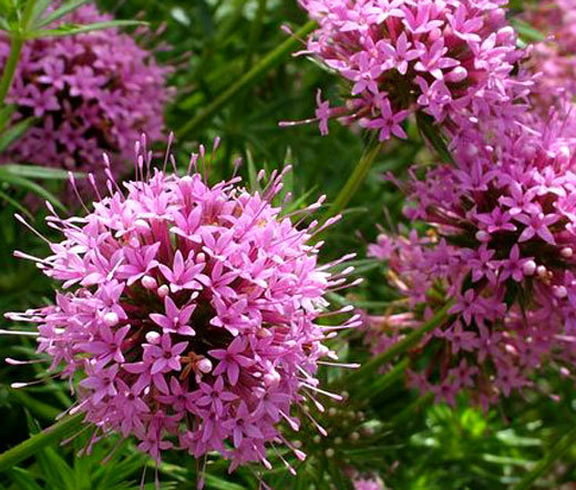 CROSSWORT PRETTY PINK Crucianella Phuopsis Stylosa – 500 Bulk Seeds