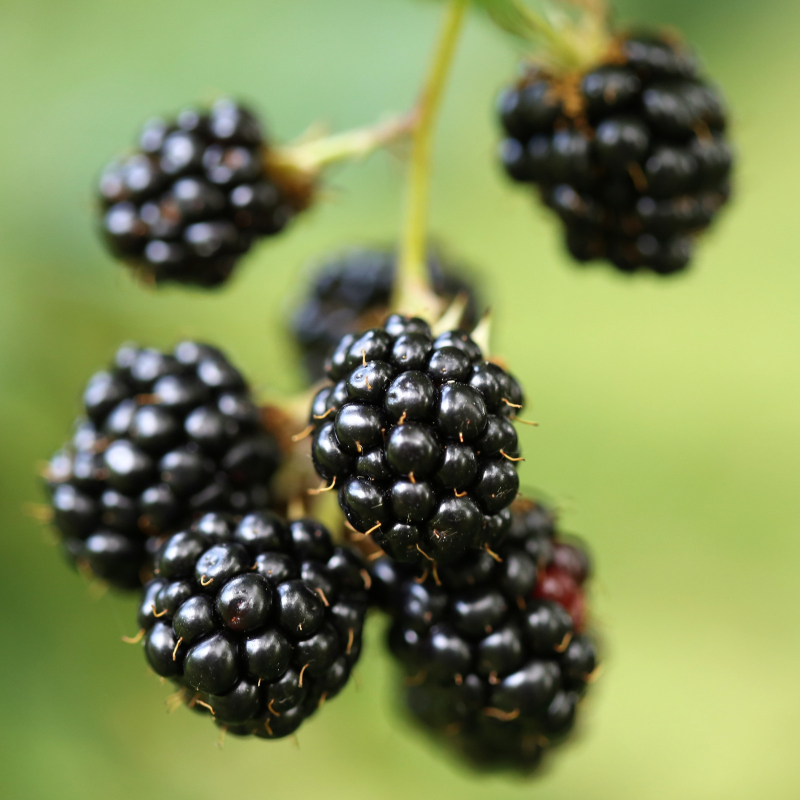 Chester Blackberry – 2 Blackberry Plants