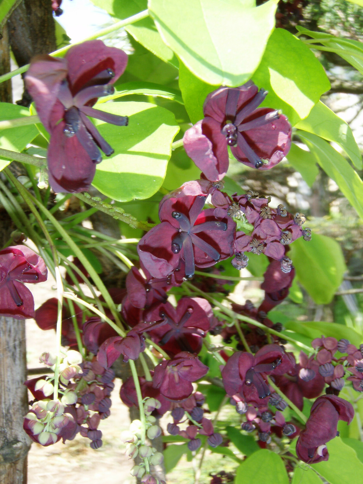 100 – 1000 Bulk CHOCOLATE VINE Edible Fruit Akebia Quinata Fragrant Flower Seeds