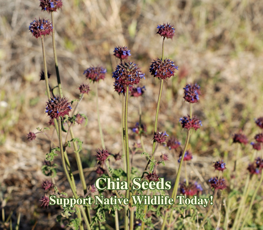 Chia Seeds California Native Seeds Salvia Columbariae Pollinator Seed For Bees D