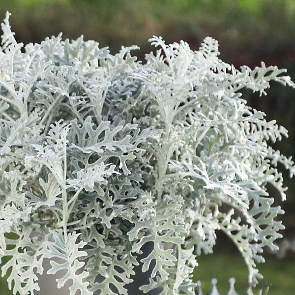 75 Dusty Miller Silverdust seeds