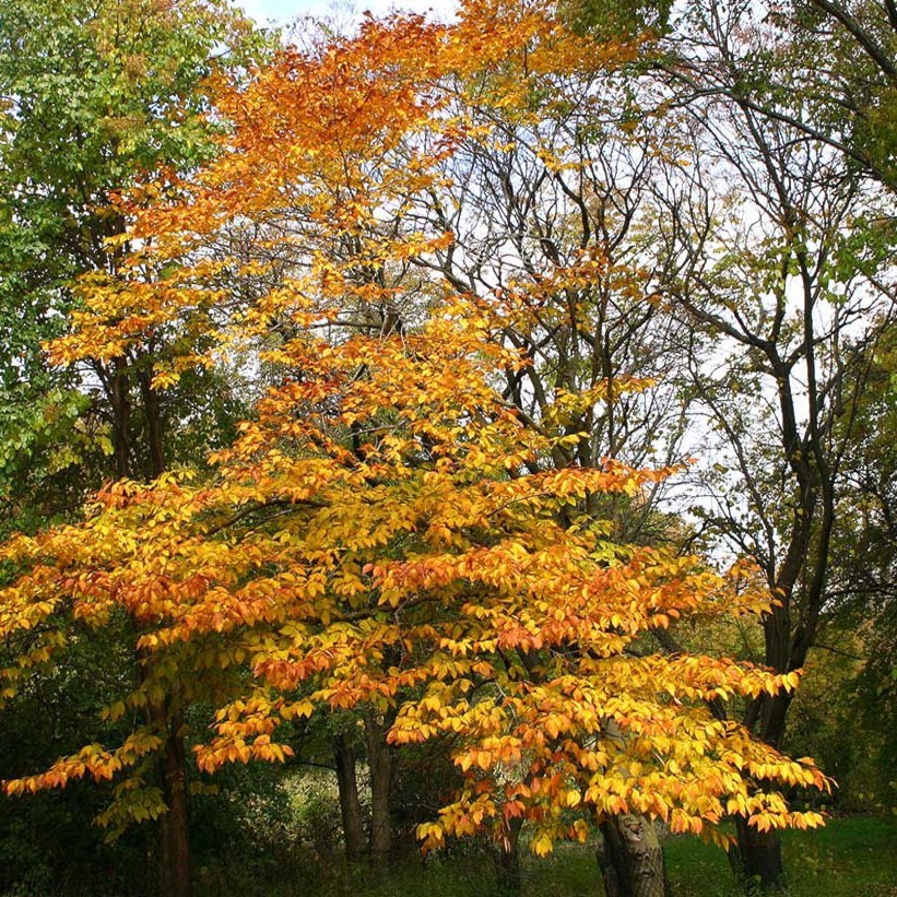 10 American Beech Tree Seeds (Fagus grandifolia) Hardy Zones 3-9 Fresh Nov. 25