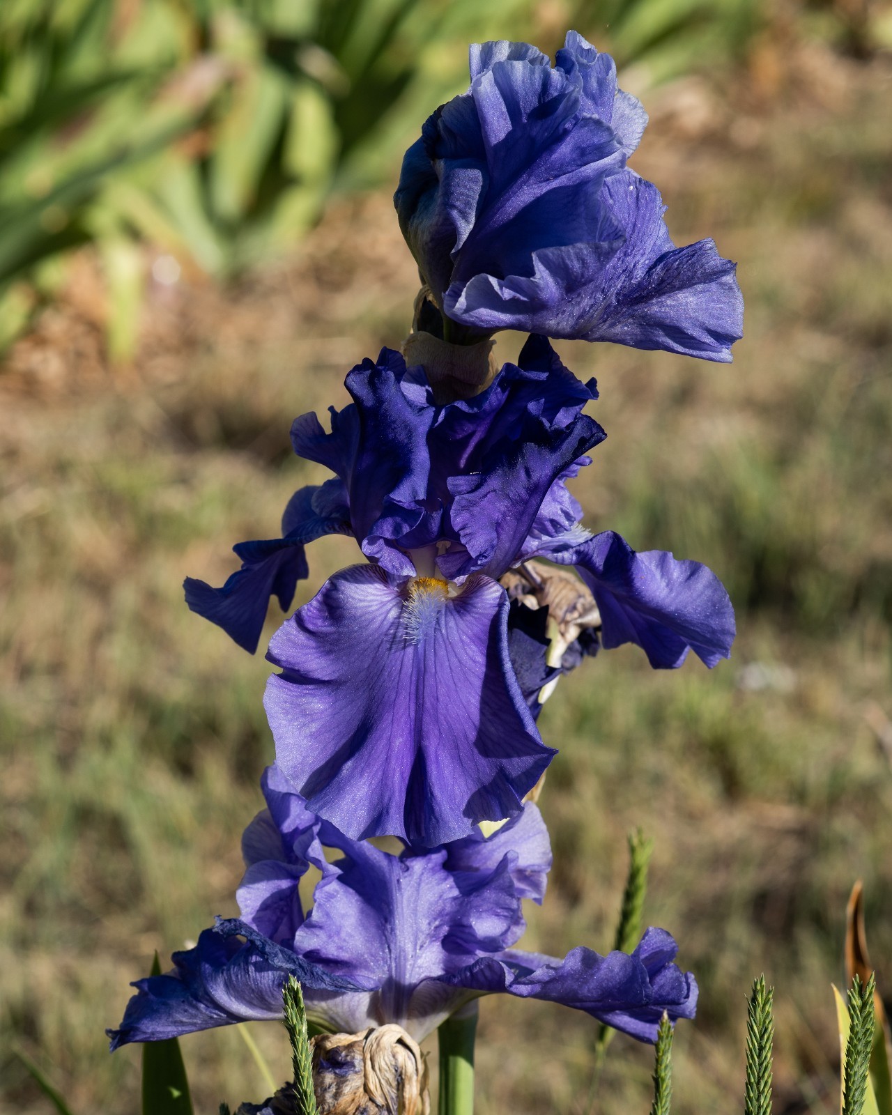 **BLUE BARON* Tall Bearded Iris. Pre-Order, Fresh Dig, Combined Ship: Jul – Sep