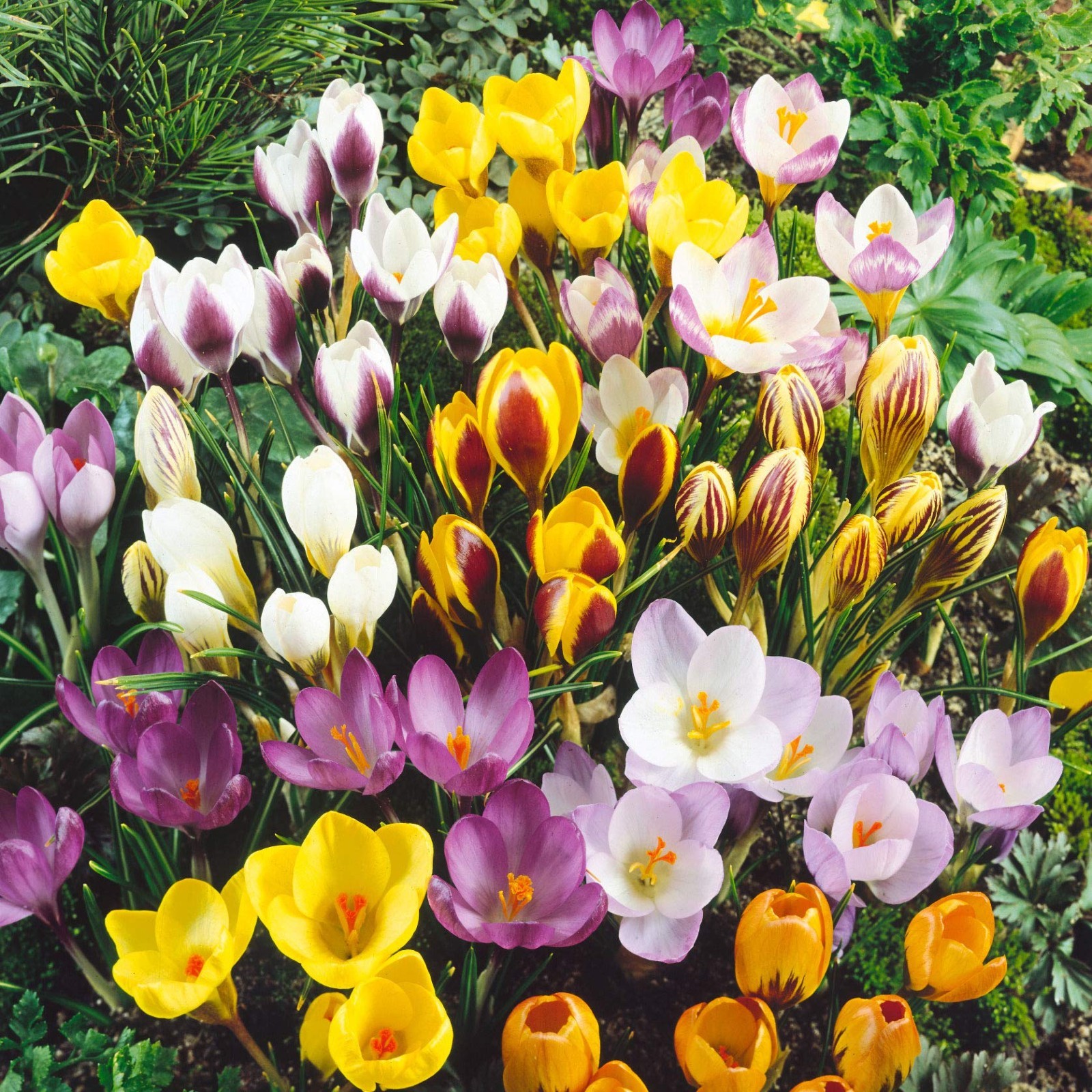40 Jumbo Crocus Bulbs – Colorful Flowering Bulbs for Fall Planting, Garden Decor