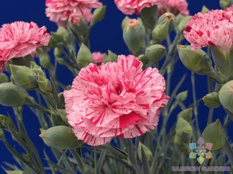 200+ Pinball Wizard Carnation Seeds for Garden Planting – USA – FREE SHIPPING!