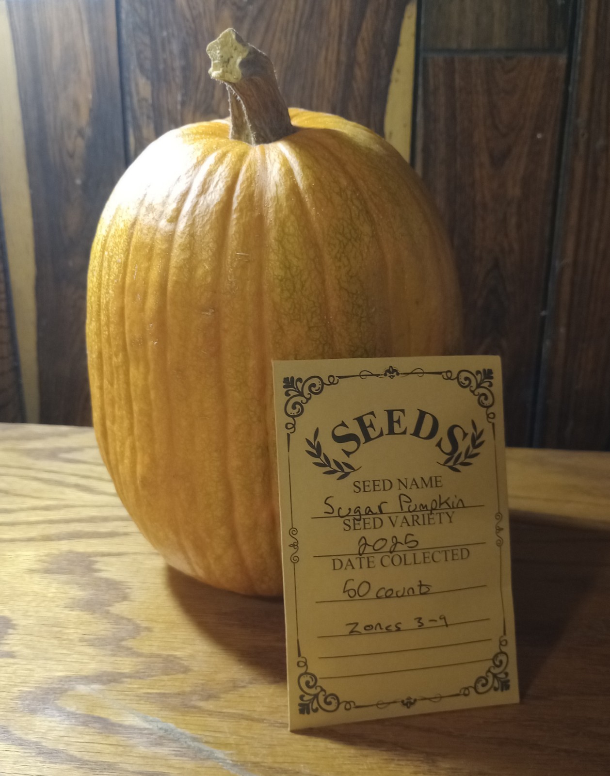 Sugar Pumpkin Seeds 50 ct Zones 3-9 Pumpkin Pie Collected 2025