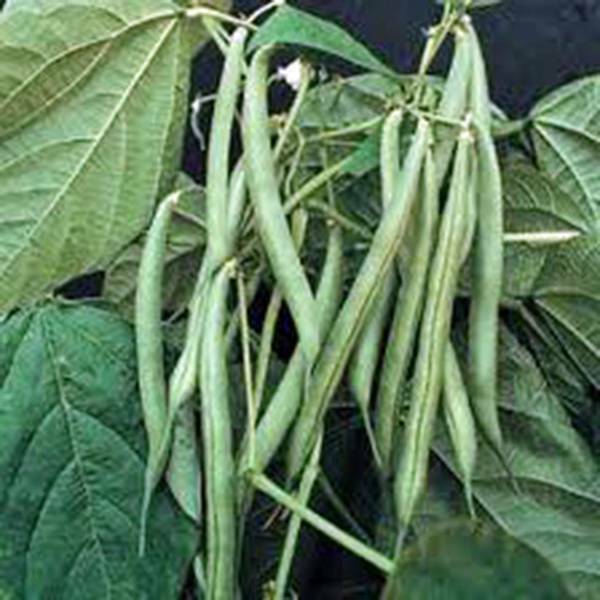 BEAN, BLUE LAKE BUSH GREEN BEAN, HEIRLOOM, 100+ SEEDS, BEANS, SEED