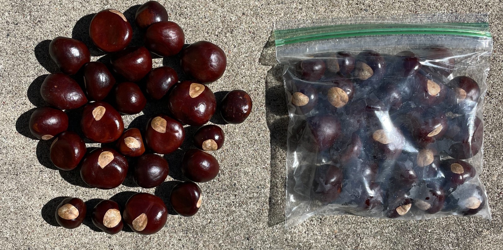 Ohio Buckeye Nuts Bag of 25 various sizes