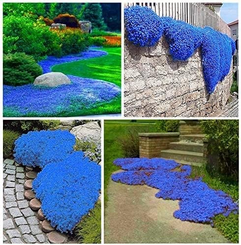 20000+ Creeping Thyme Seeds for Planting, Dwarf Ground Cover Plants,Ornamenta…