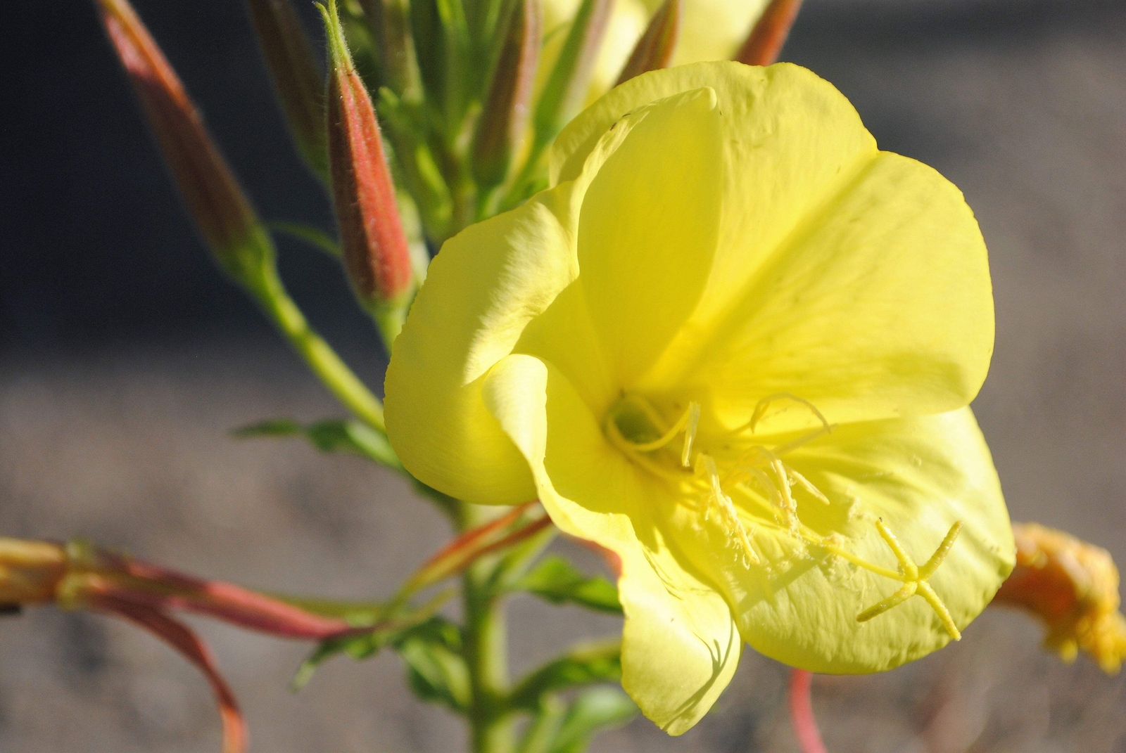 150 DWARF EVENING PRIMROSE Missouri Ozark Sundrops Oenothera Yellow Flower Seeds