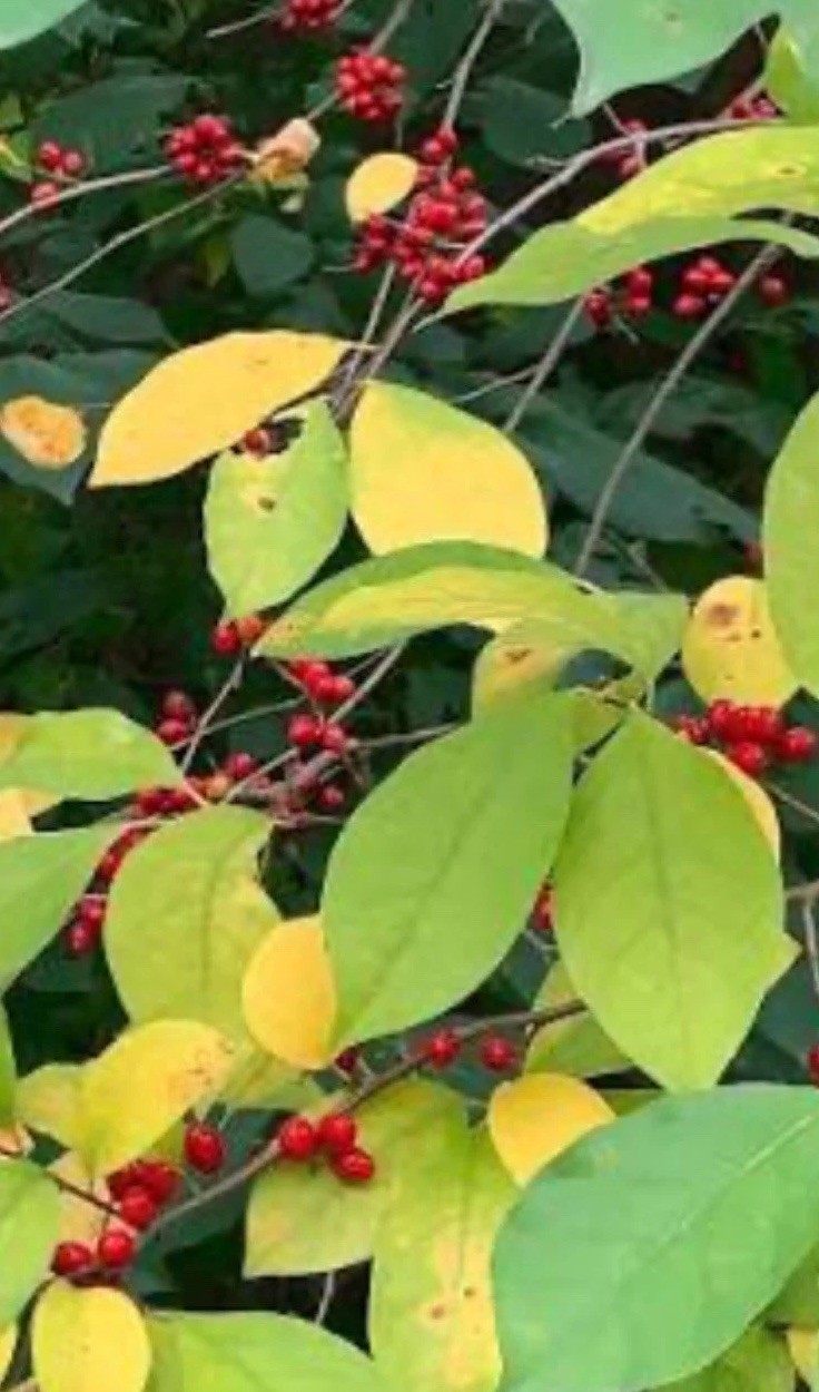 12 6” Northern Spicebush Cuttings (Lindera Benzoin) No Roots Native Organic