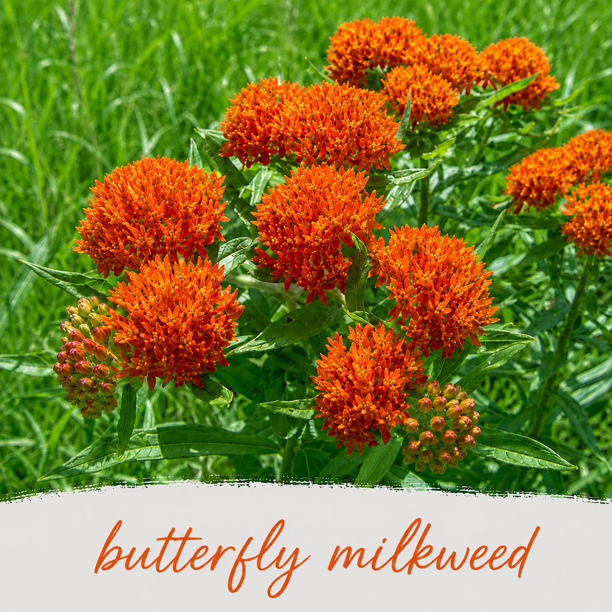Hummingbird Wildflower Bundle | Tall & Short Mini Mixes | Prairie Legacy Inc.