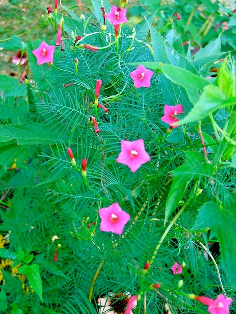 41+CYPRESS VINE Flower Seeds Climbing Flowering Vine Summer Garden Container