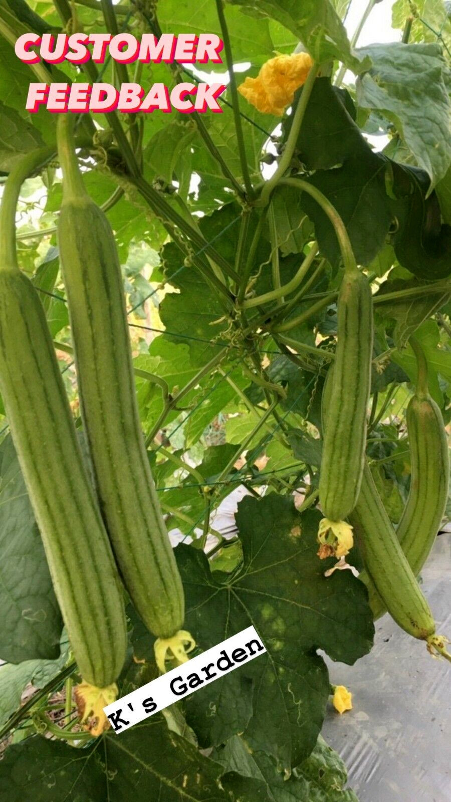 10 PCS – ASIAN EDIBLE LUFFA, SMOOTH SPONGE GOURD SEEDS, HẠT MƯỚP HƯƠNG