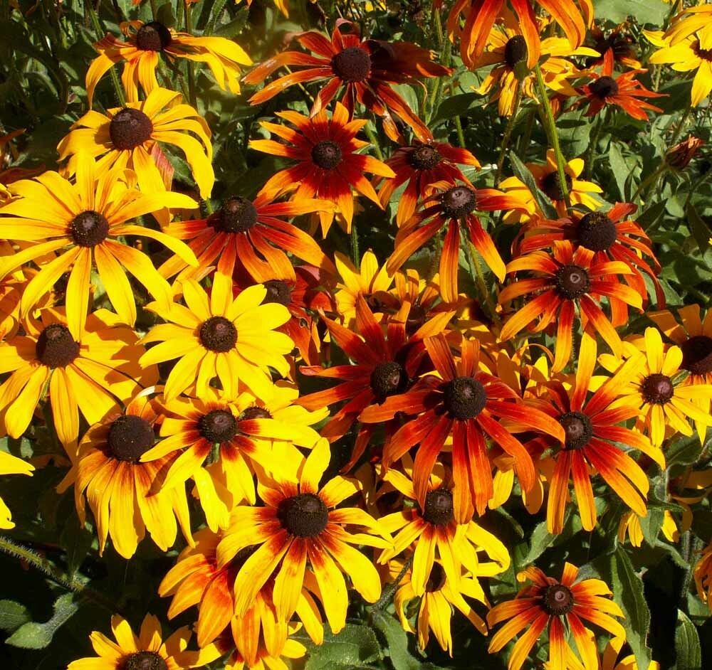 Gloriosa Daisy Seeds 200+ Flower USA FREE SHIPPING PERRENIAL NATIVE WILDFLOWER