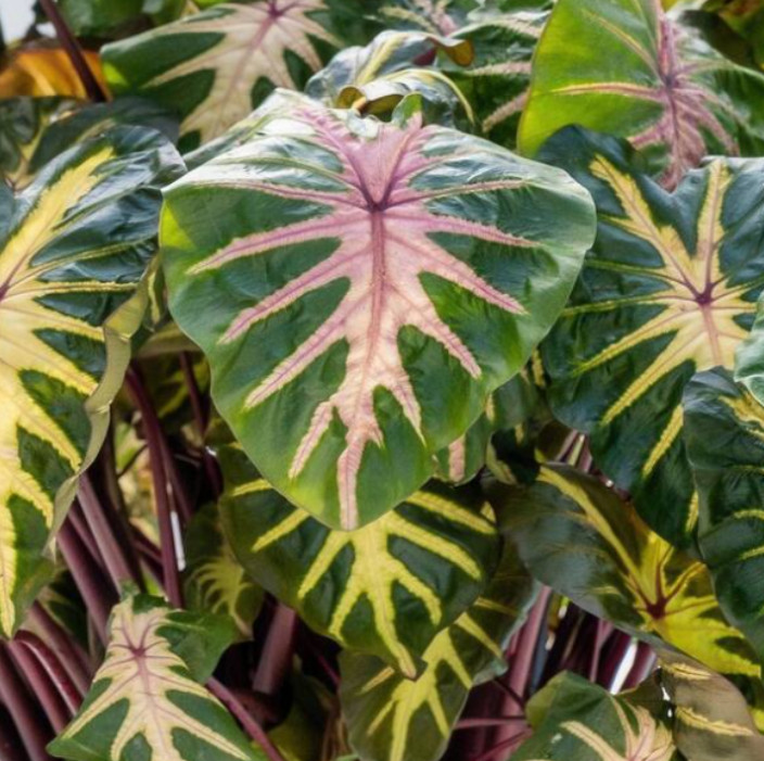 Waikiki Colocasia Live Plant – 6-10″ Tall – Colorful Elephant Ear for Containers