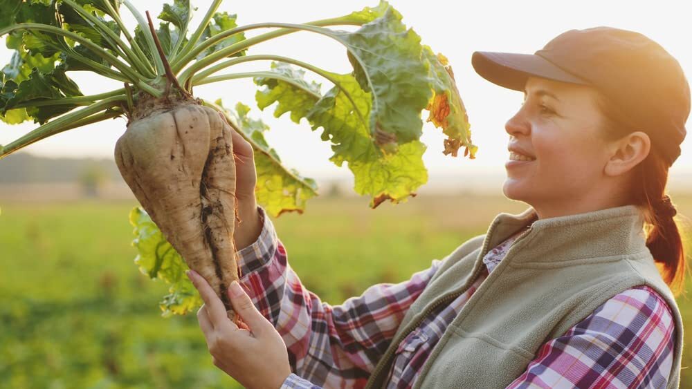 Dinner Getter Big Buck Sugar Beets Seed – 250+ Seeds – Southern Iowa Whitetail D
