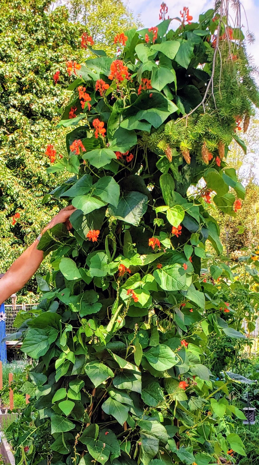 Scarlet Runner Bean Seeds (Pole) | Magic Beans Red Flower Vining Plant Seed 2024