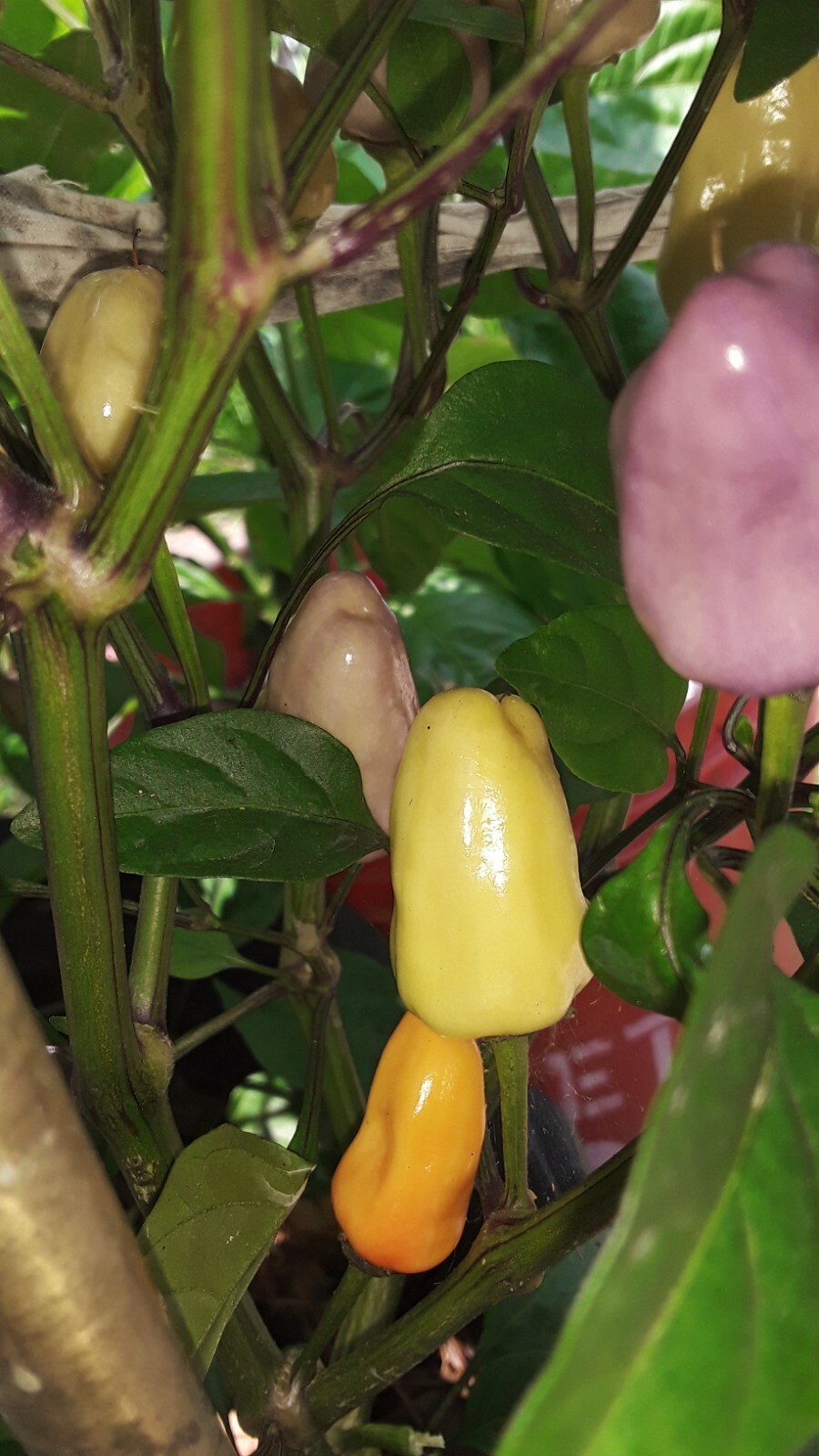 50+ Chinese 5 Color Pepper Seeds Edible & Ornamental Non-Gmo