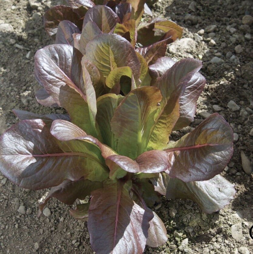 700+ Rouge D’Hiver Romaine Seeds-NONE GMO-Open Pollinated