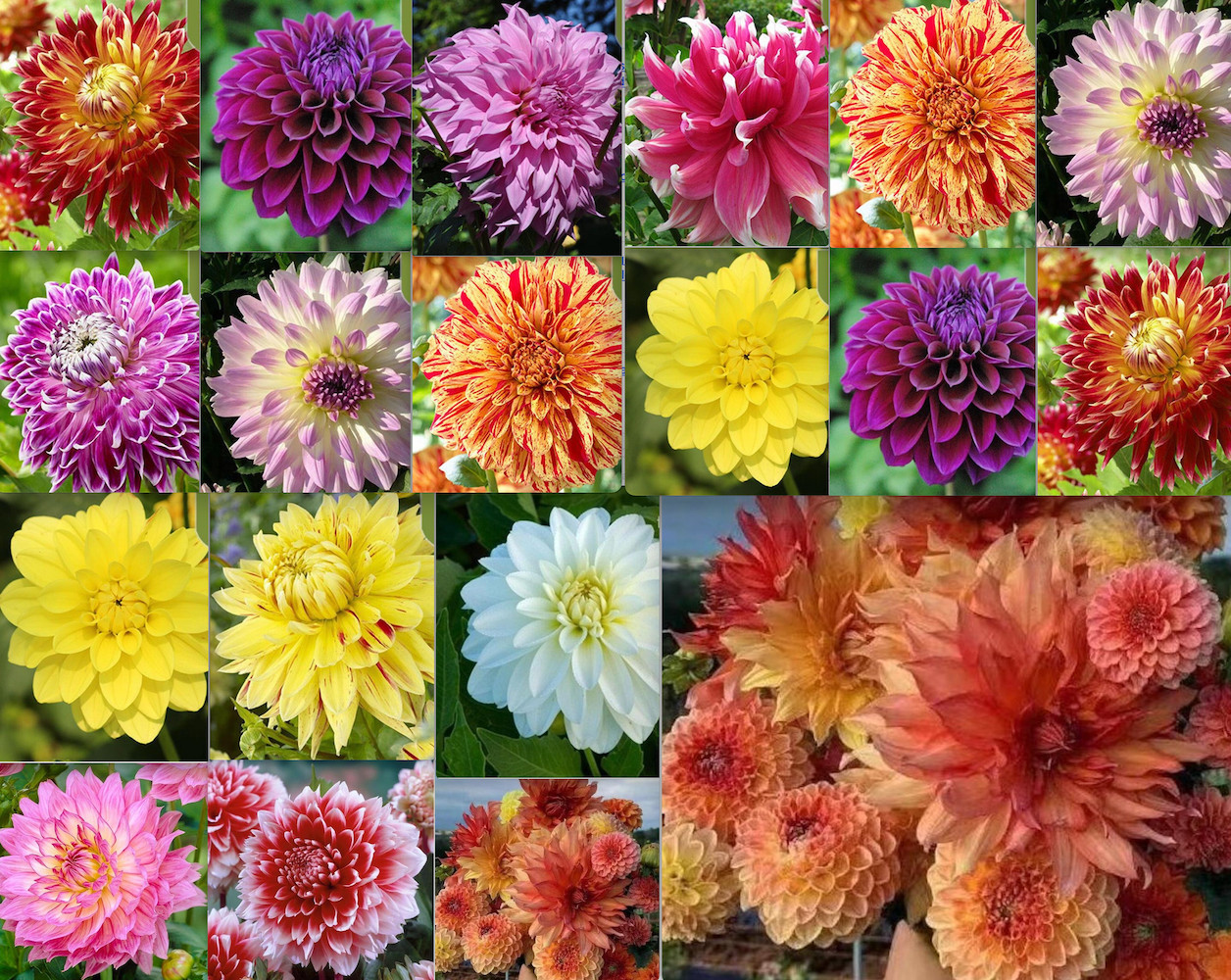 20 SEEDS for MIXED COLOR Orange Yellow Red DAHLIA flower garden plant USA Seller
